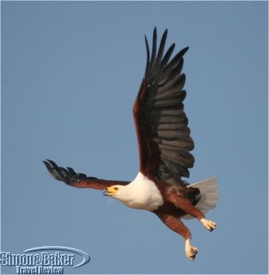 golden eagle in flight. A fish eagle in flight near