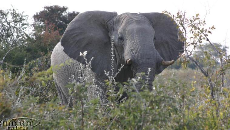 John Chase Safari Luxury Mobile Tented Camps