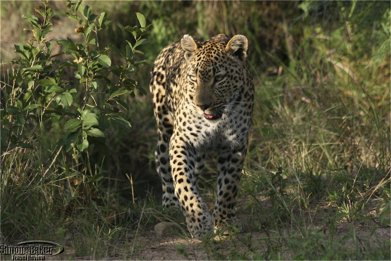 Singita Ebony Lodge